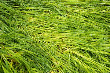Spring, green grass with dew drops