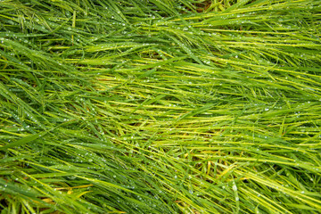 Spring, green grass with dew drops
