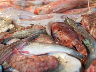 Fresh fish on display in market. 