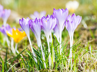 Purple Crocus Flowers