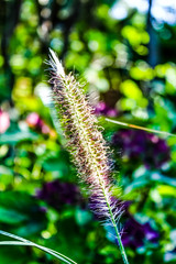 Inflorescence de Pennisetum