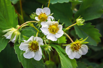 Fototapeta premium Blooming strawberries