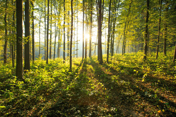 Obraz premium forest
