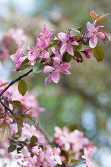 Obraz premium Cherry plum tree or Prunus Cerasifera flowers.