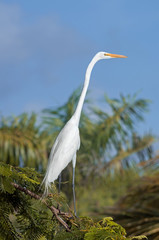 White egret, Dominican Republic