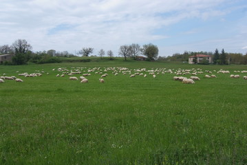 pecore al pascolo colline della toscana