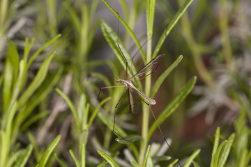 mosquito on the grass