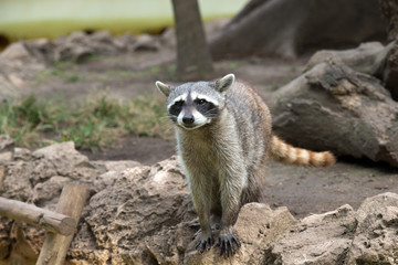 Raccoon