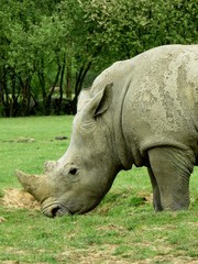Fototapeta premium rhinocéros