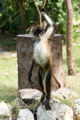 Spider monkey