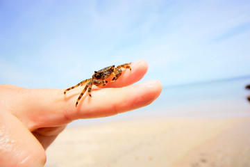 Little crab