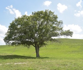 Fototapeta na wymiar Tree under the Hill