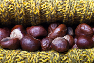 Chestnuts in a knitted hat