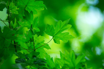 green leaves
