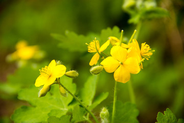 yellow flower on a green background celandine