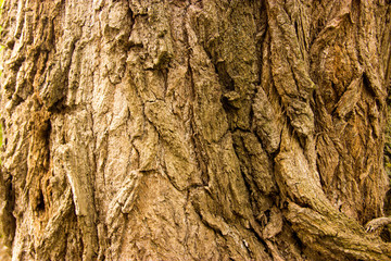 wood, bark, wood structure, cut down a tree