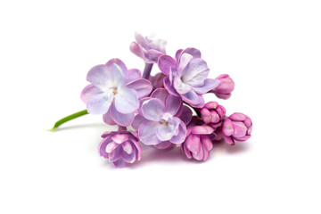 Lilac flowers isolated. White background - 83145798