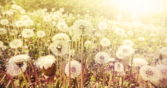 Fototapeta Meadow with dandelions at sunset.