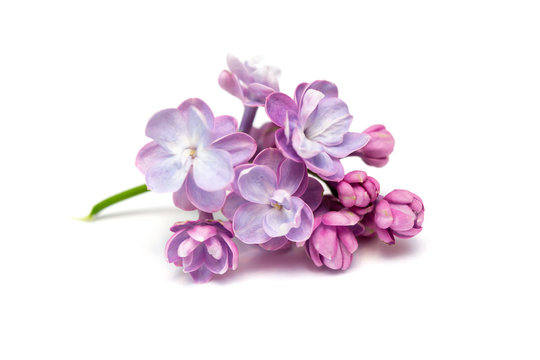 Lilac flowers isolated. White background