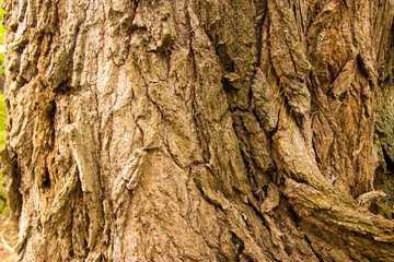 wood, bark, wood structure, cut down a tree