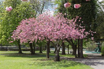 Naklejka premium Blossoming Accolade Cherry Tree