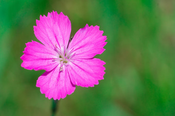 Kartäusernelke (Dianthus carthusianorum)