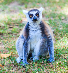 Ring-tailed lemur or Lemur catta