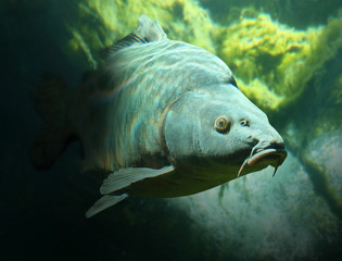 Underwater photo of a big Carp (Cyprinus Carpio).