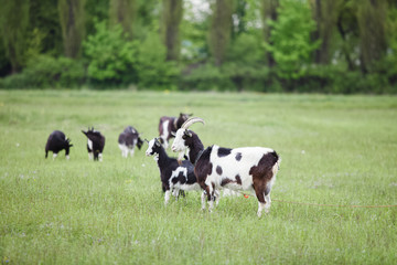 goats graze in the meadow
