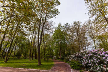 Rhododendorn