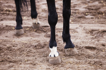 hooves of horses close