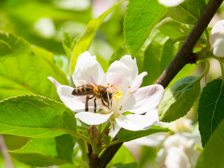 Bee and cherry blossom