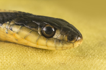 Eastern Garter Snake