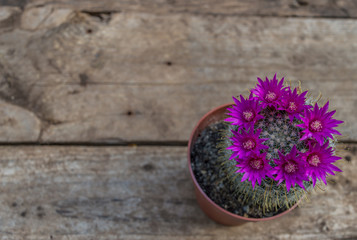 Beautiful blooming cactus on wooden background