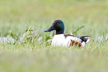 Shoveler