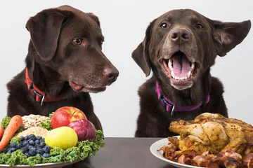 Rolgordijnen Voedsel dieet voor huisdieren © Michael Pettigrew