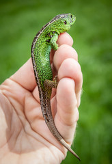 Obraz premium Lizard