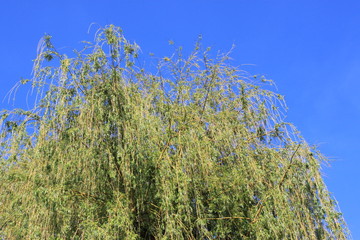 Oben im Baum