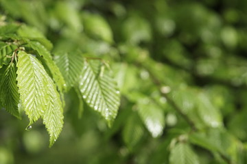 Junge Buchenblätter