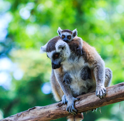 Ring-tailed lemur or Lemur catta