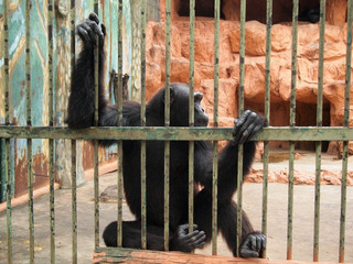 Naklejka premium Monkey in a cage