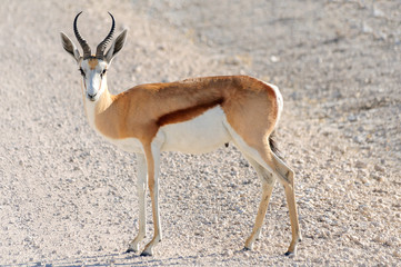 Male Springbok in Etosha National Park, Namibia