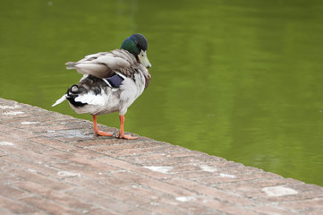 Cute duck