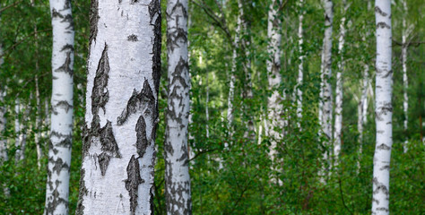 Obraz premium Green birch grove
