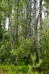 Acrylic prints Birch grove Green birch grove