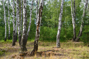 Naklejka premium Green birch grove