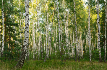 Green birch grove