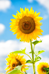 Obraz premium big sunflower in the field, spring landscape