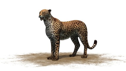 cheetah - isolated on white background