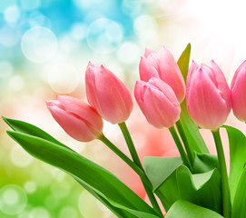Fototapeta premium tulip flowers